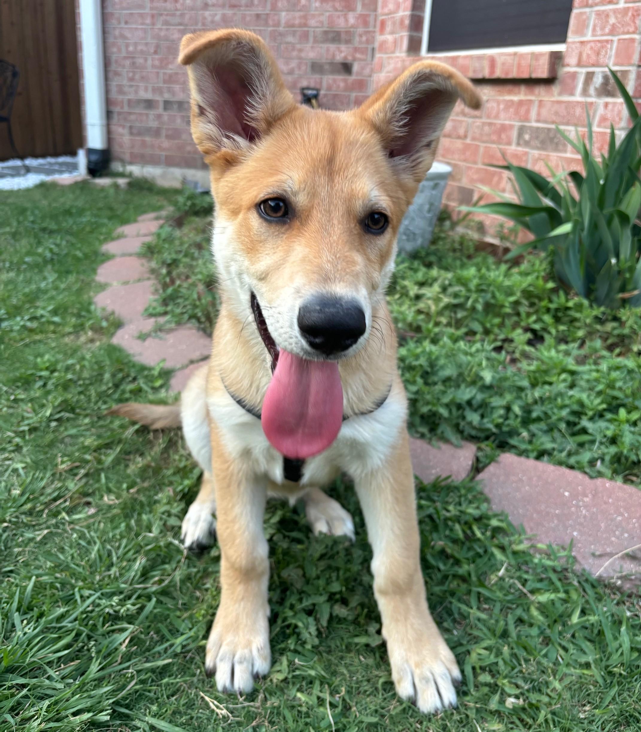 Winnie, a ADOPTABLE mixed breed in Dallas, TX image 1/6