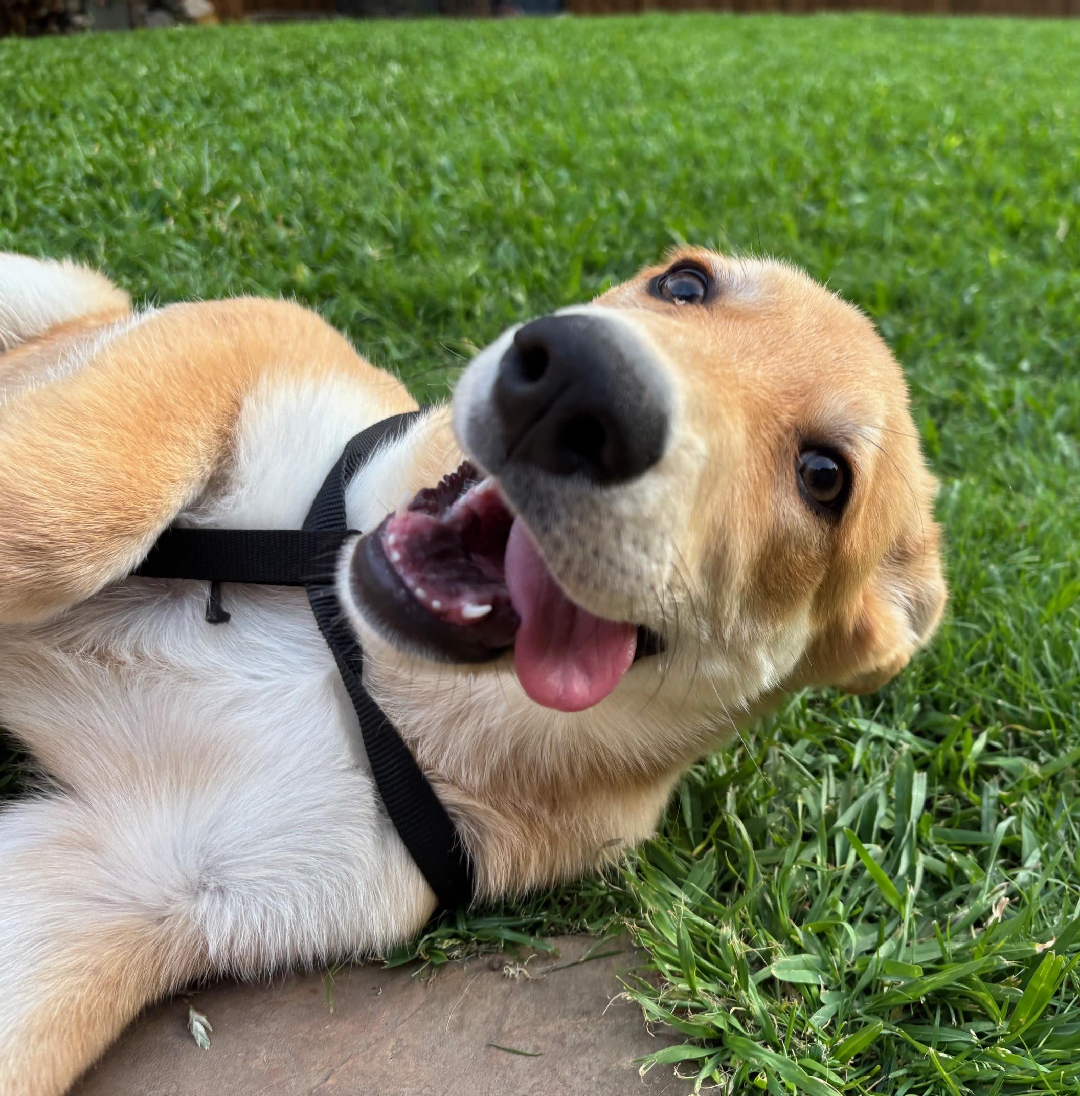 Winnie, a ADOPTABLE mixed breed in Dallas, TX image 2/6