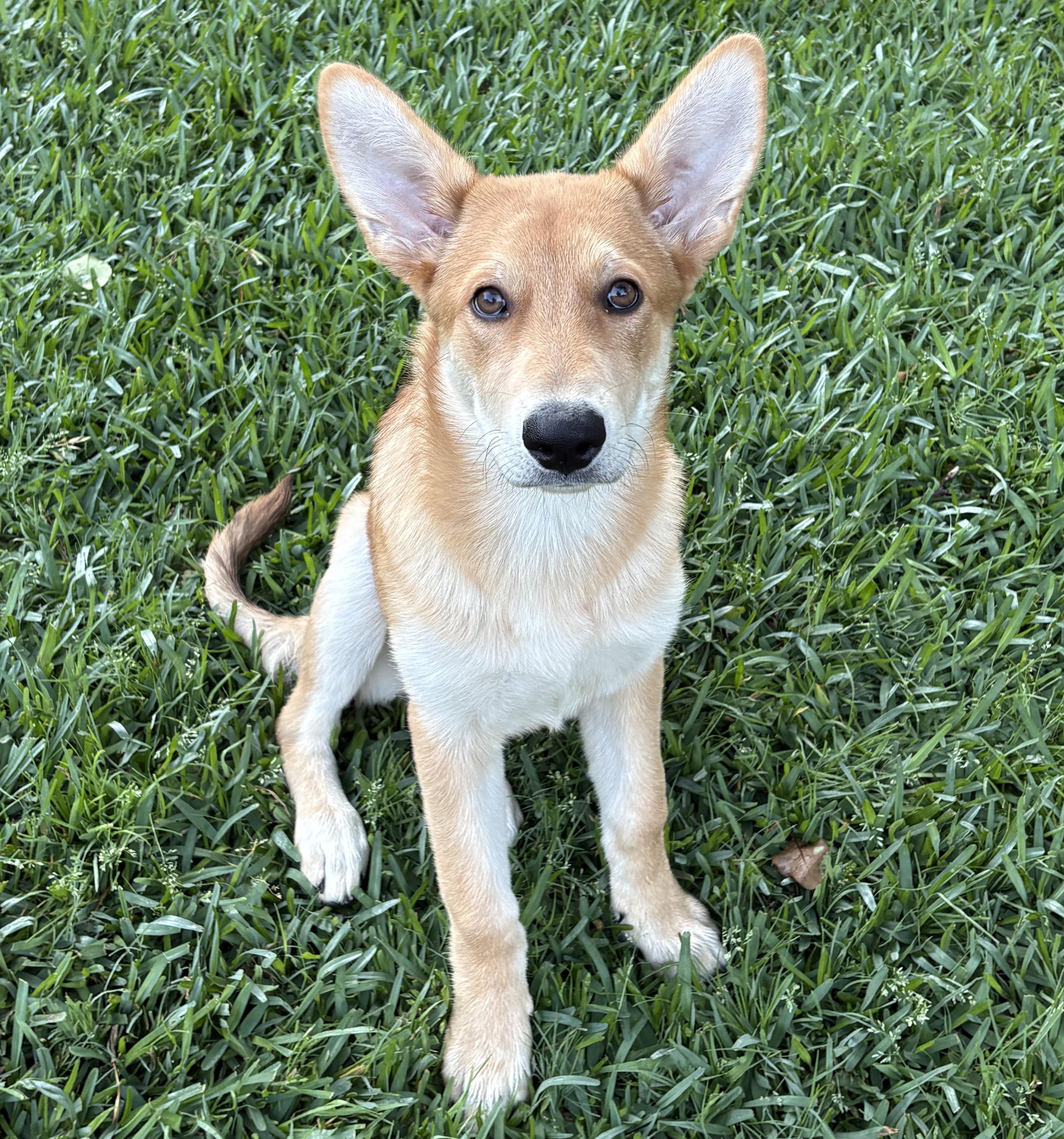 Winnie, adoptable, Young Female Shepherd.