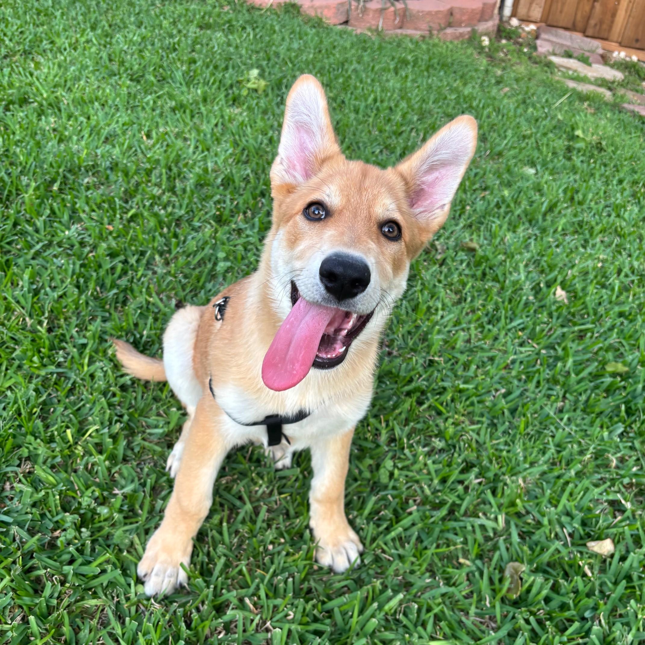 Winnie, a ADOPTABLE mixed breed in Dallas, TX image 4/6