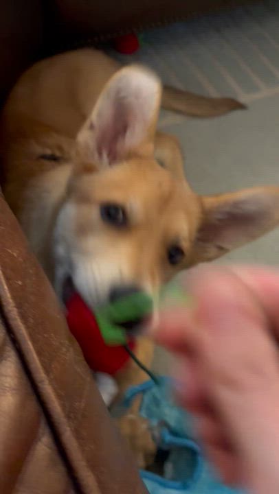 Enlarge Winnie, a ADOPTABLE mixed breed in Dallas, TX video 6/6