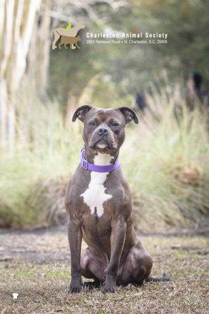 Enlarge 89780a Barnaby, a Adoptable mixed breed in North Charleston, SC image 1/3