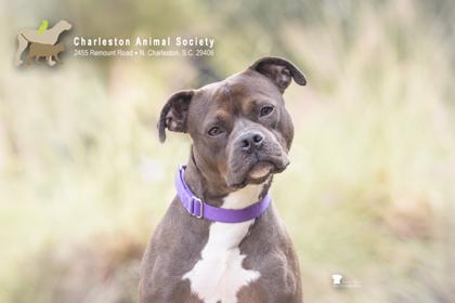 Enlarge 89780a Barnaby, a Adoptable mixed breed in North Charleston, SC image 2/3