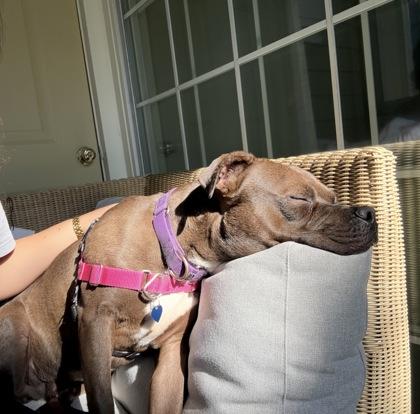 Enlarge 89780a Barnaby, a Adoptable mixed breed in North Charleston, SC image 3/3