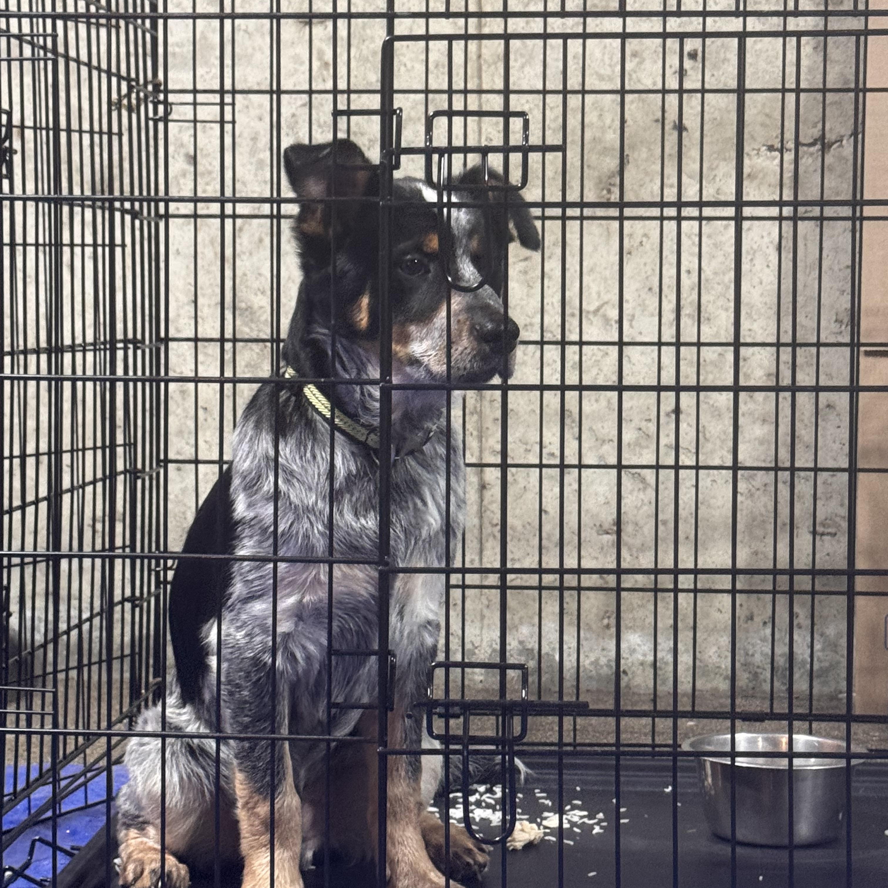 Enlarge Woodrow, a ADOPTABLE mixed breed in Jay, ME image 2/4