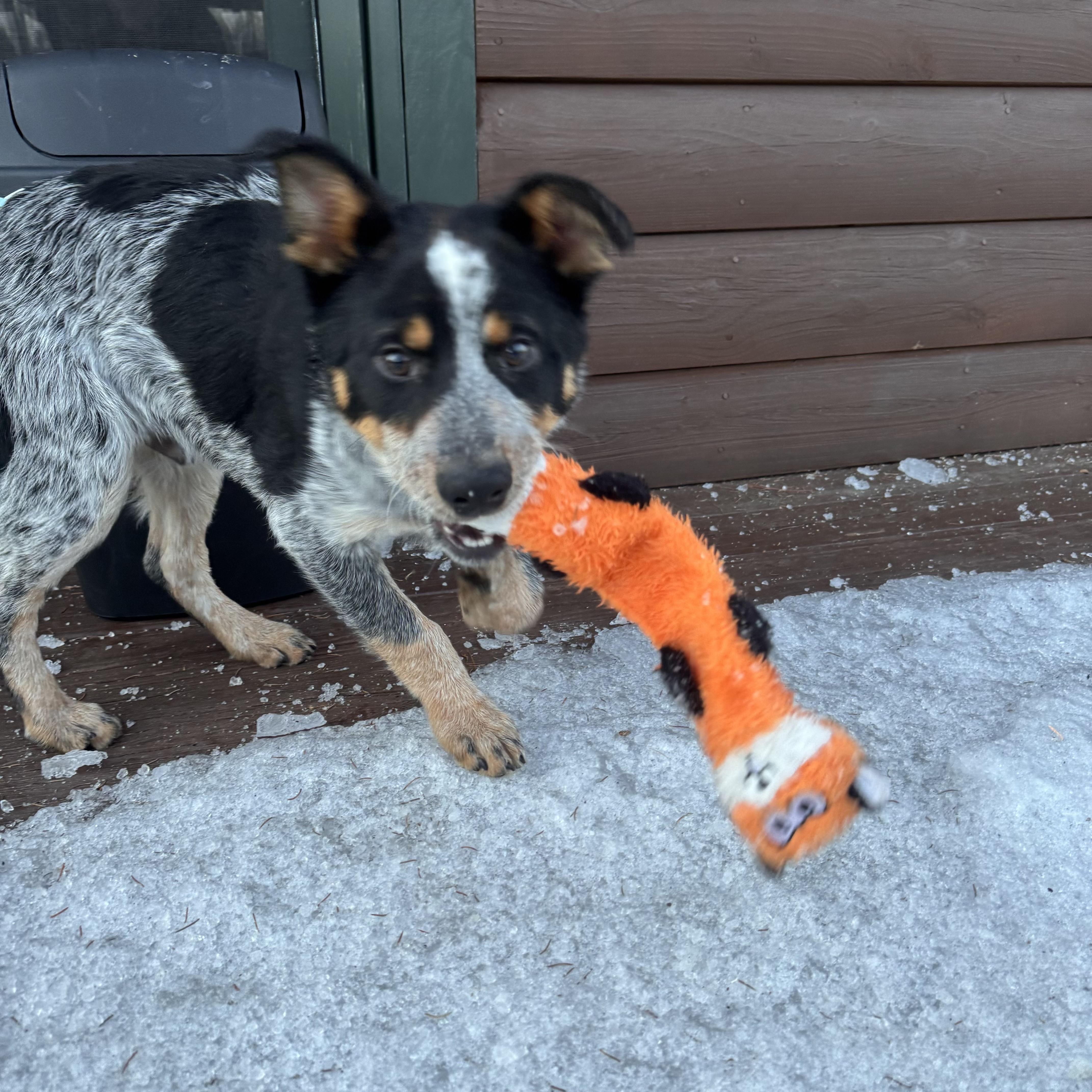 Enlarge Woodrow, a ADOPTABLE mixed breed in Jay, ME image 4/4