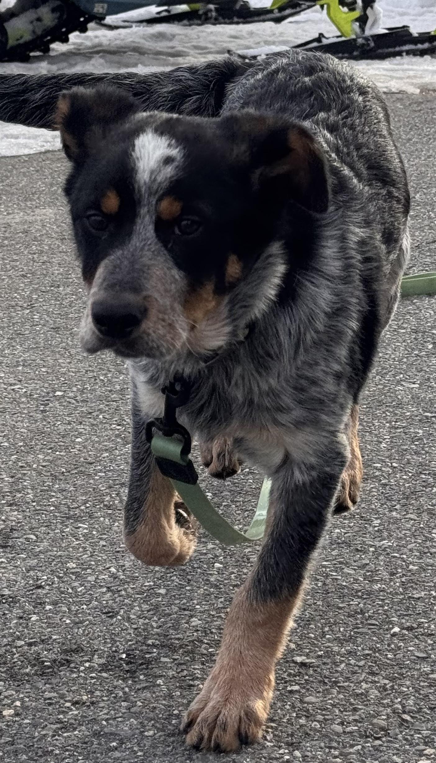 Woodrow, ADOPTABLE, Young Male Australian Cattle Dog / Blue Heeler.