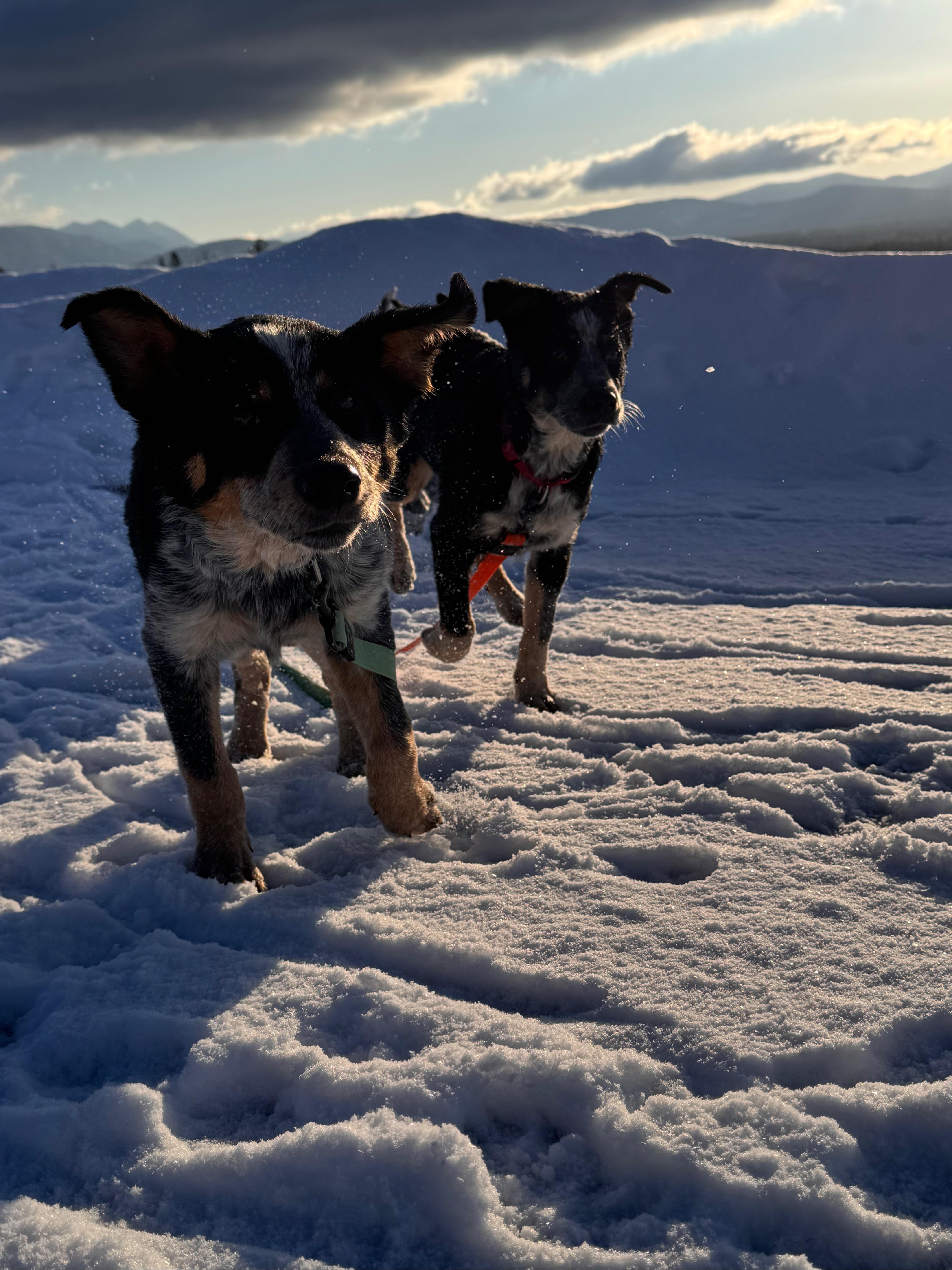 Enlarge Woodrow, a ADOPTABLE mixed breed in Jay, ME image 3/4