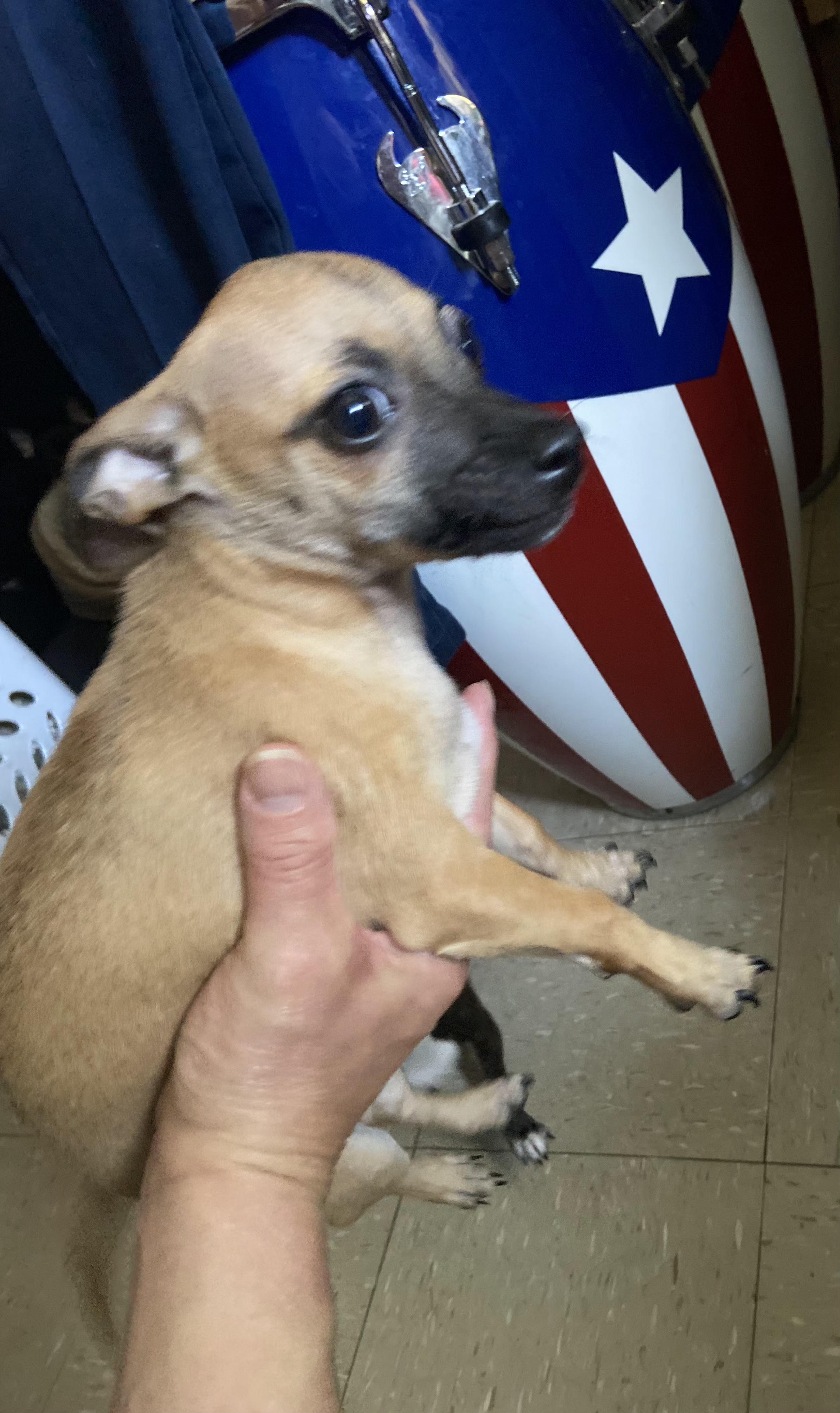 Milo, ADOPTABLE, Puppy Male Chihuahua.