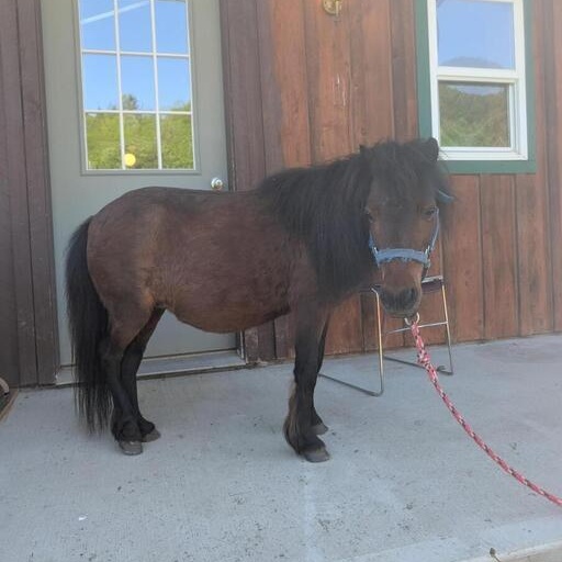 Cocoa Bean, an adoption pending Miniature Horse in Cooperstown, NY image 6/6