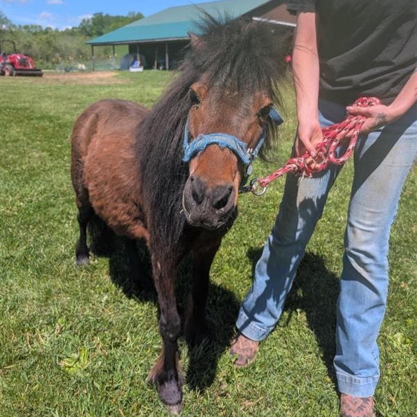 Cocoa Bean, an adoption pending Miniature Horse in Cooperstown, NY image 1/6
