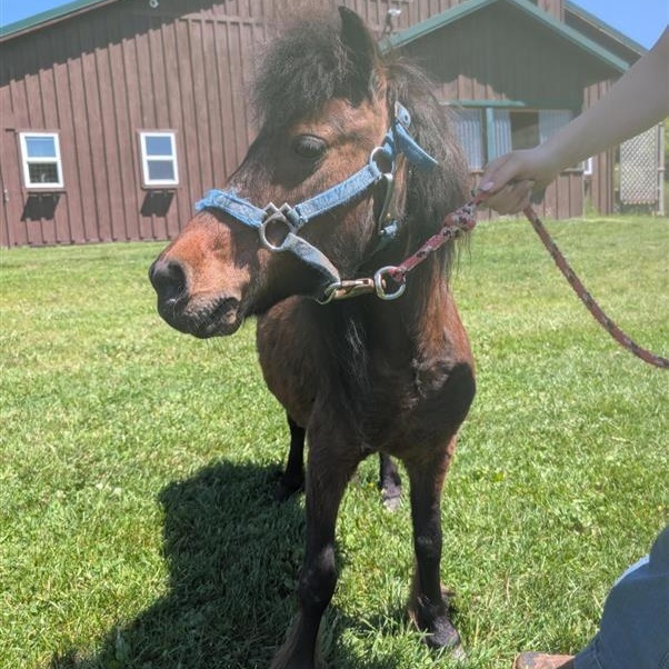 Cocoa Bean, an adoption pending Miniature Horse in Cooperstown, NY image 3/6