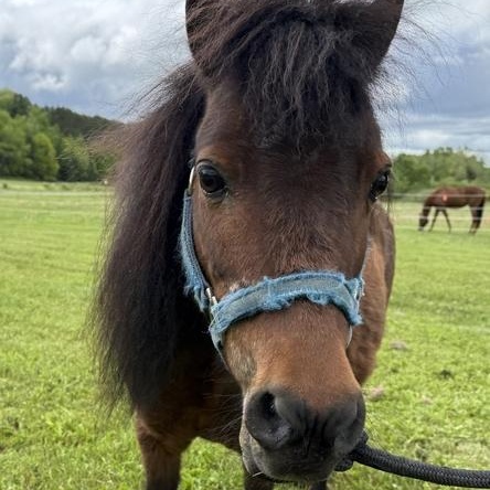 Cocoa Bean, an adoption pending Miniature Horse in Cooperstown, NY image 2/6