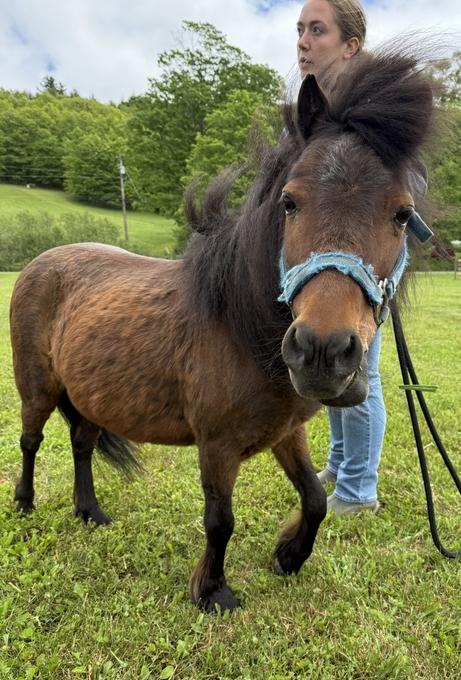 Cocoa Bean, an adoption pending Miniature Horse in Cooperstown, NY image 4/6