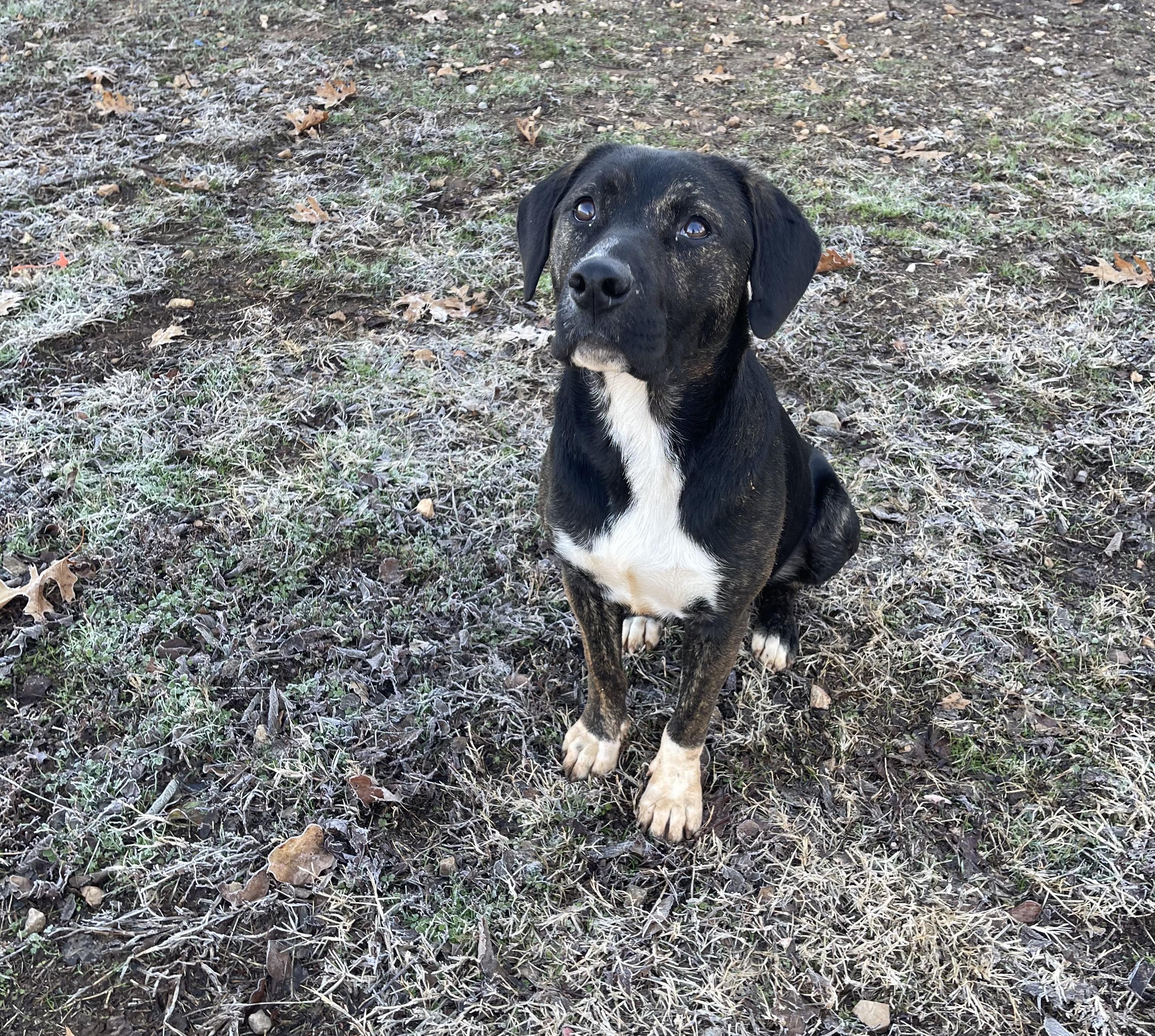 Enlarge Sid, a Adopted mixed breed in Prairie Grove, AR image 1/3