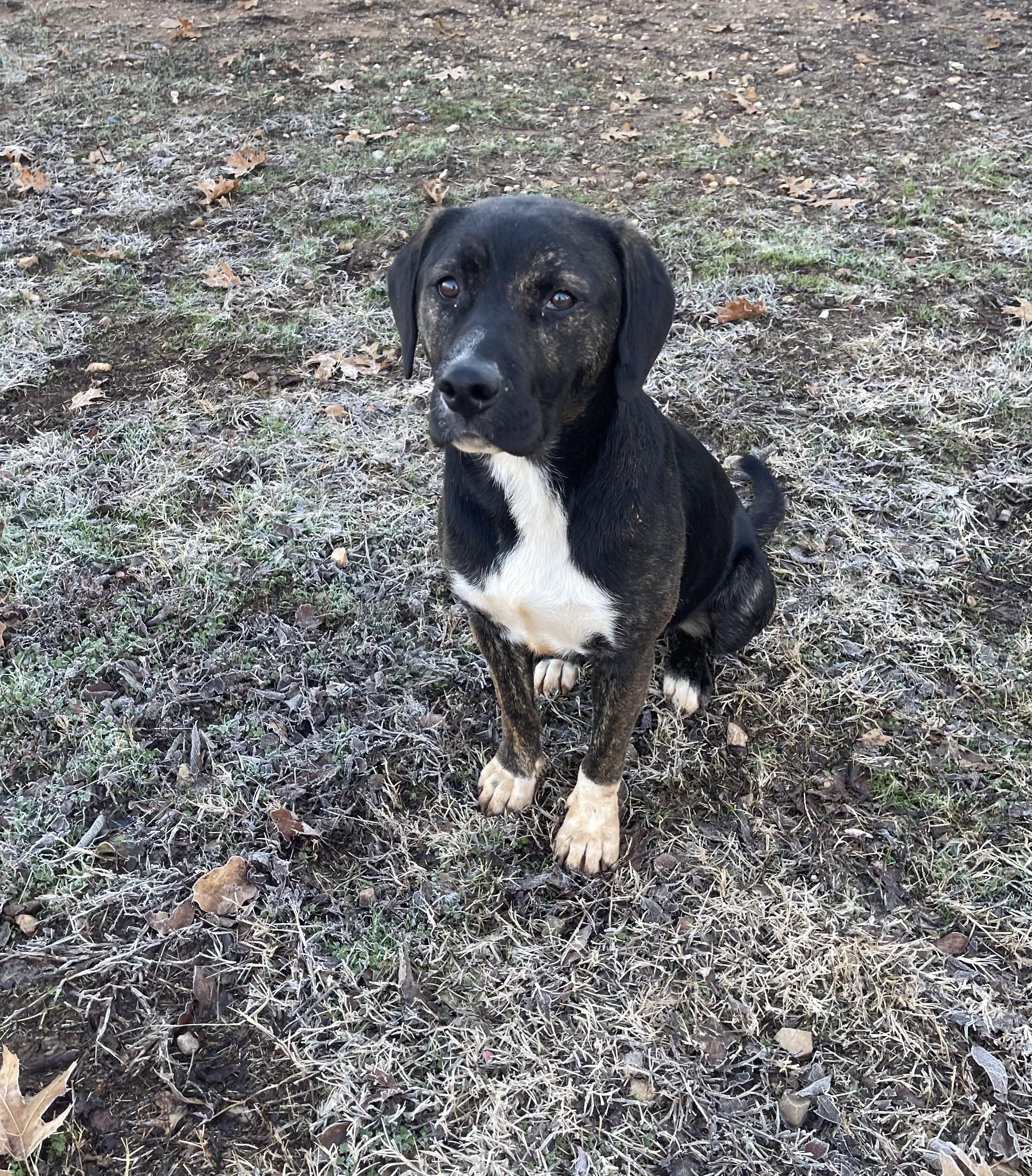 Enlarge Sid, a Adopted mixed breed in Prairie Grove, AR image 2/3