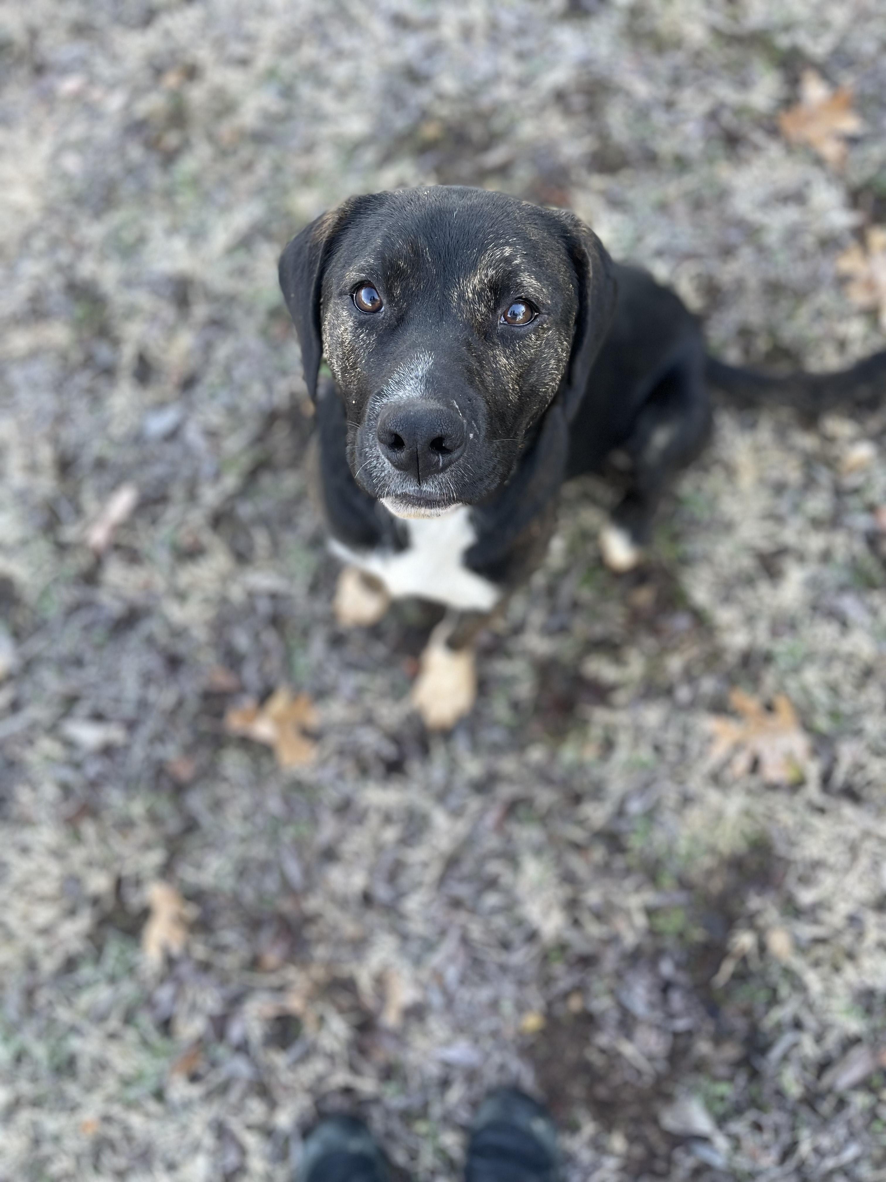 Enlarge Sid, a Adopted mixed breed in Prairie Grove, AR image 3/3
