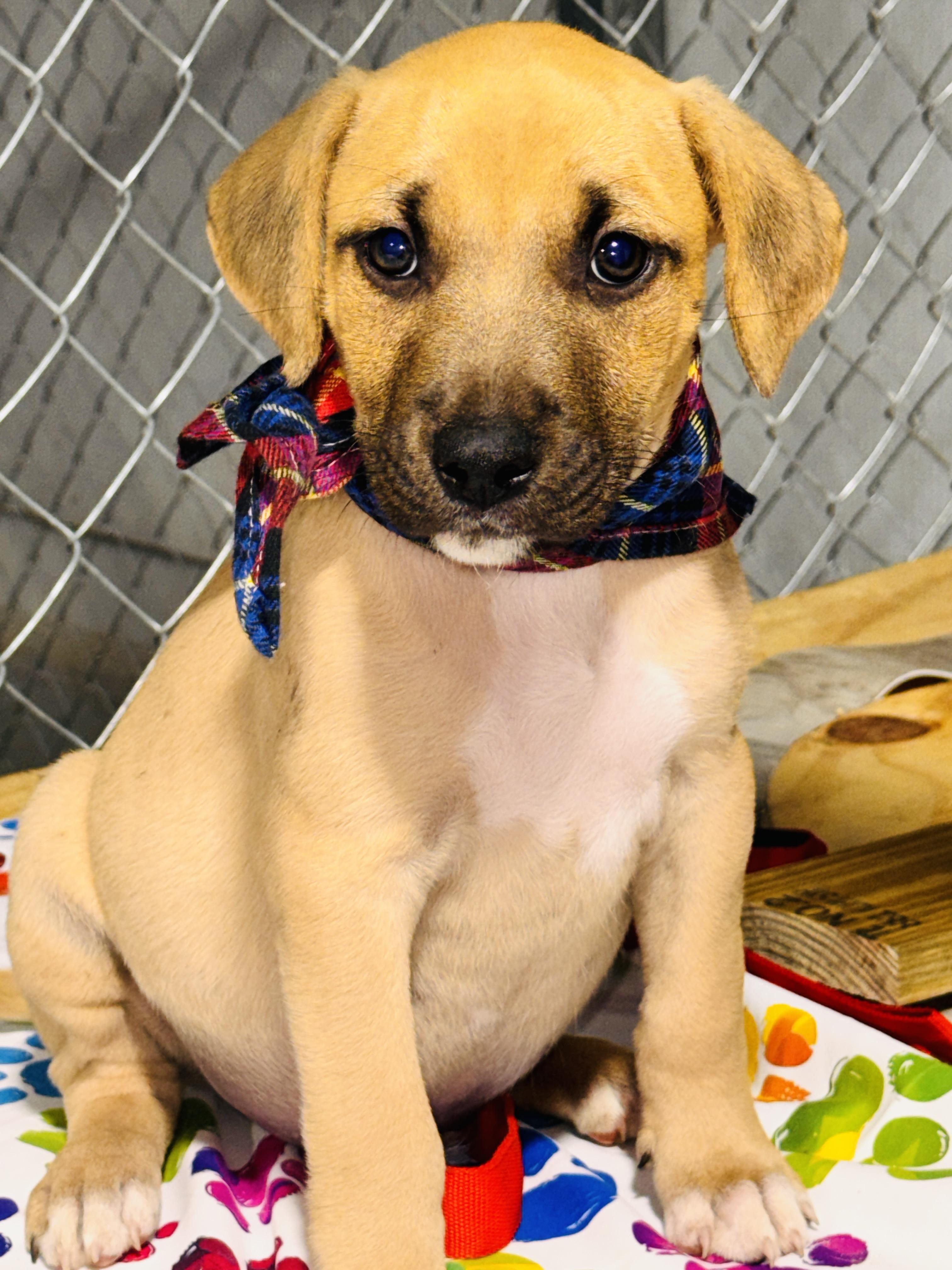 Ernie, ADOPTABLE, Puppy Male Jack Russell Terrier & Beagle.