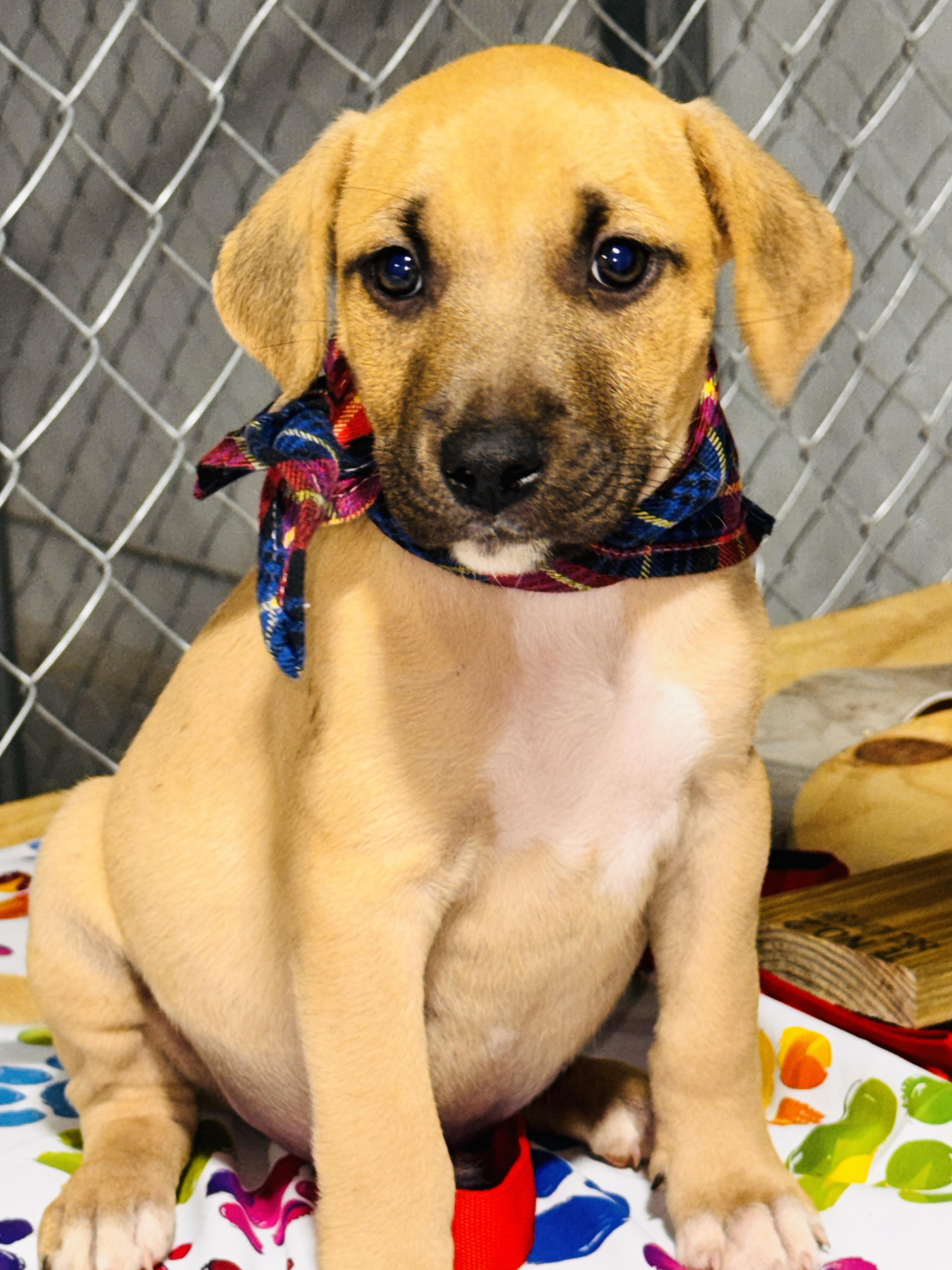 Enlarge Ernie, a ADOPTABLE mixed breed in Jacksonville, FL image 3/3