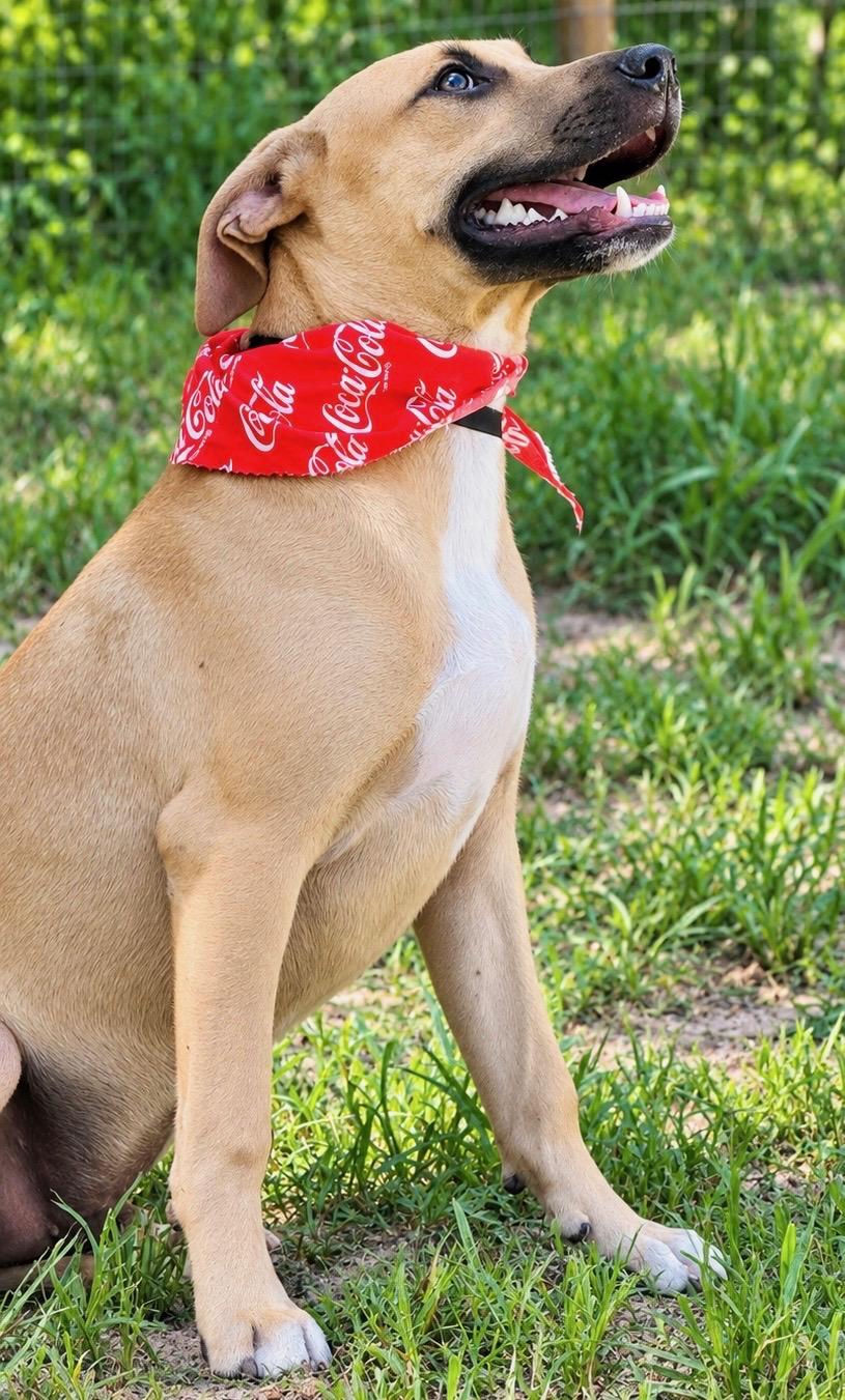 Ernie, Adoptable, Young Male Black Mouth Cur.