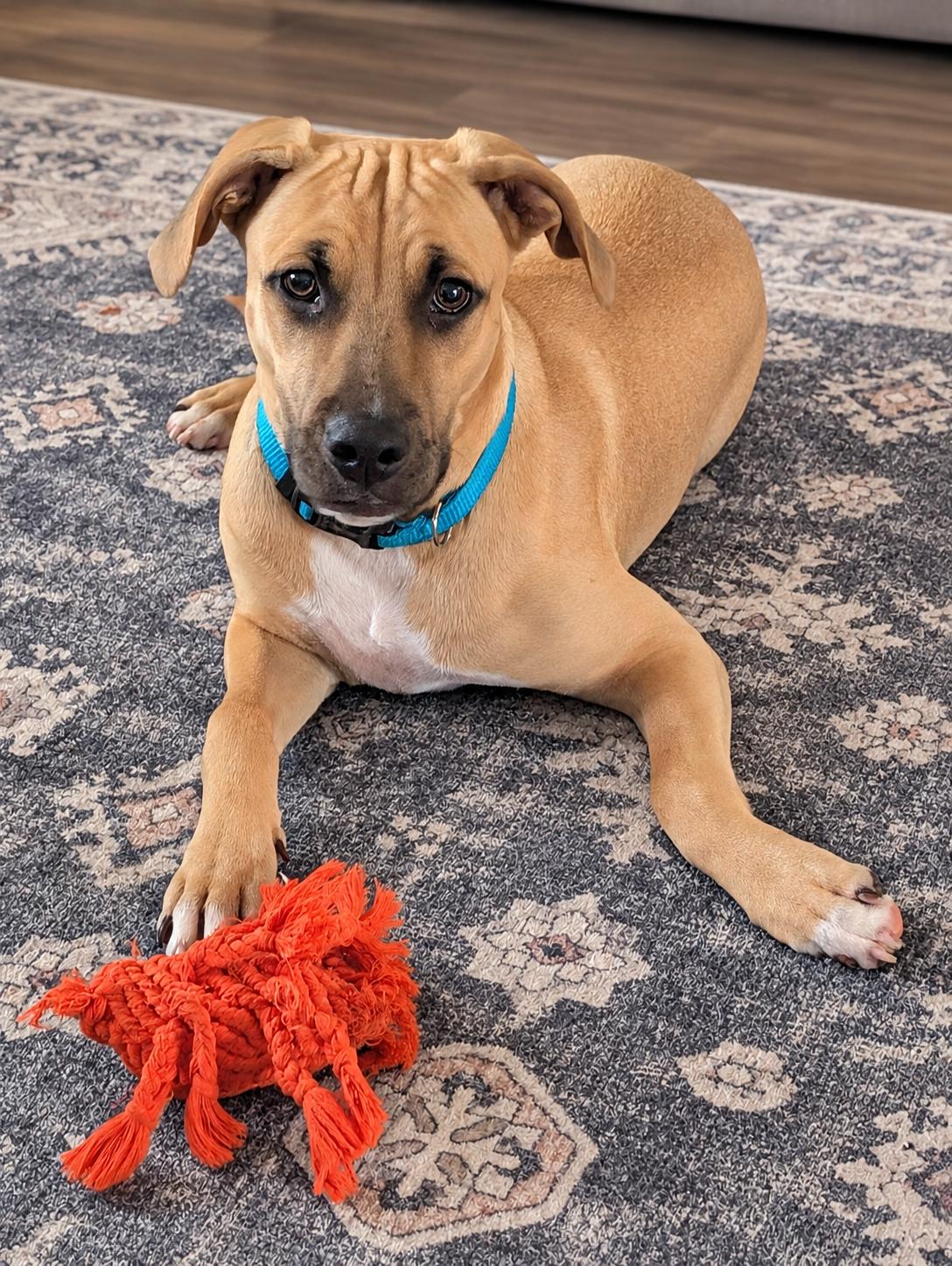 Enlarge Ernie, a Adoptable mixed breed in Jacksonville, FL image 2/6