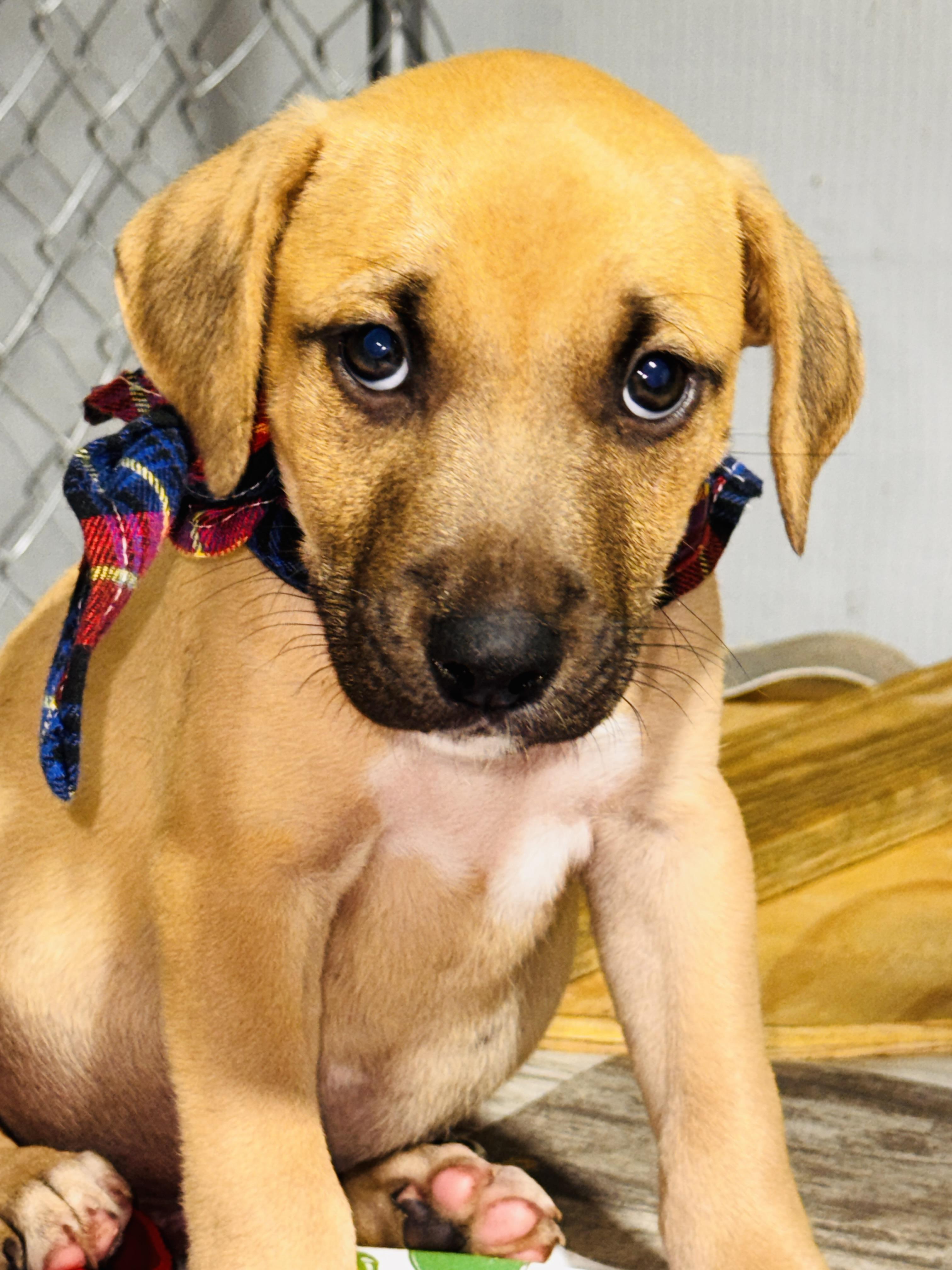 Enlarge Ernie, a ADOPTABLE mixed breed in Jacksonville, FL image 2/3