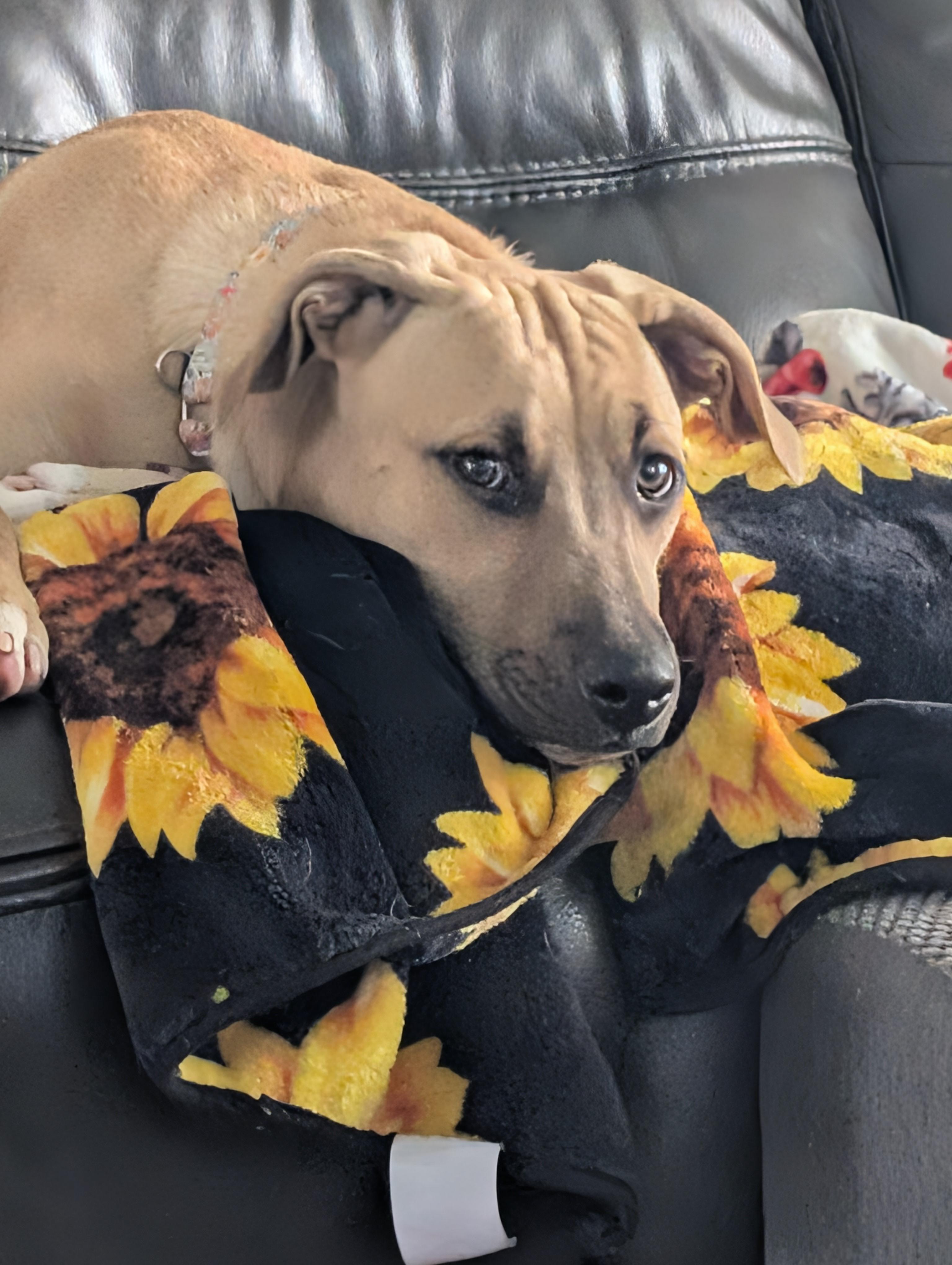 Enlarge Ernie, a Adoptable mixed breed in Jacksonville, FL image 3/6