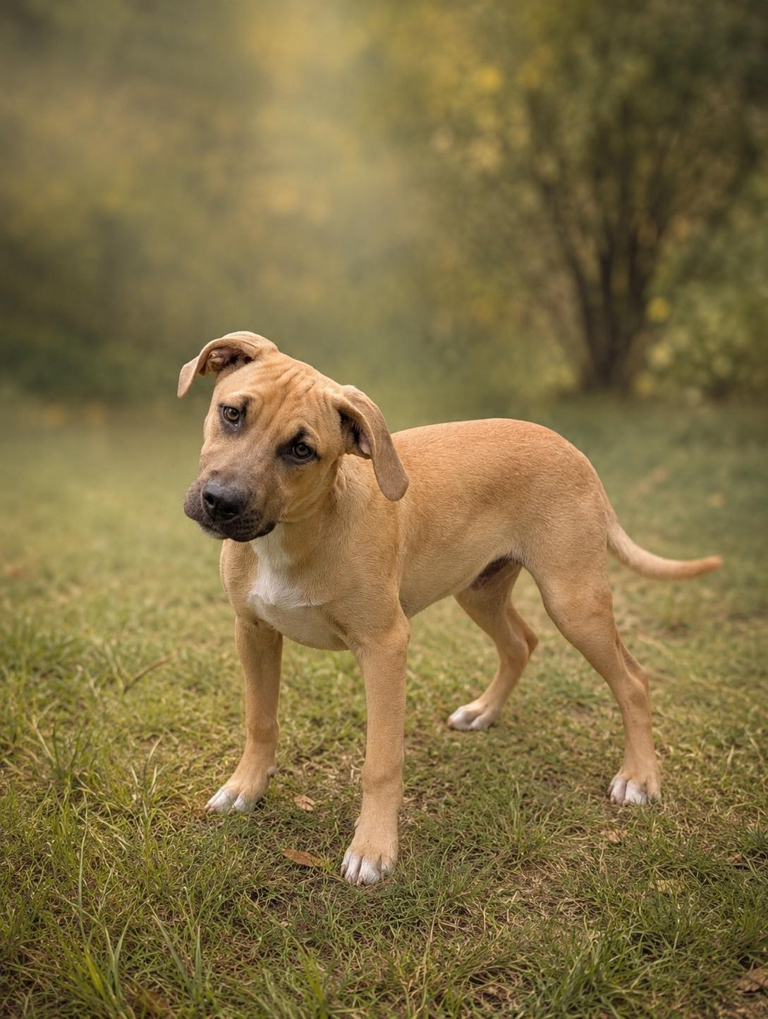 Ernie, ADOPTABLE, Young Male Black Mouth Cur & Beagle.