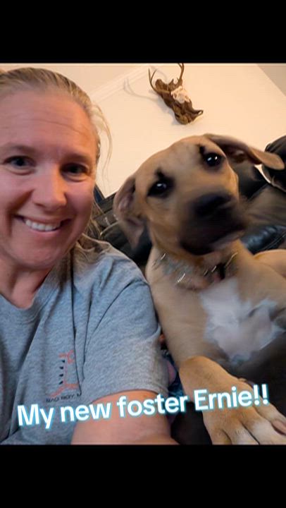 Enlarge Ernie, a Adoptable mixed breed in Jacksonville, FL video 4/6