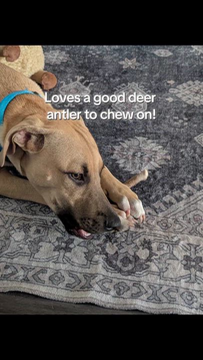 Enlarge Ernie, a Adoptable mixed breed in Jacksonville, FL video 6/6