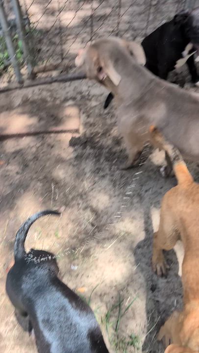 Enlarge Ernie, a ADOPTABLE mixed breed in Jacksonville, FL video 5/6