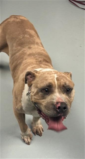 Enlarge ETHEL, a Adoptable mixed breed in Saint Cloud, FL image 1/1