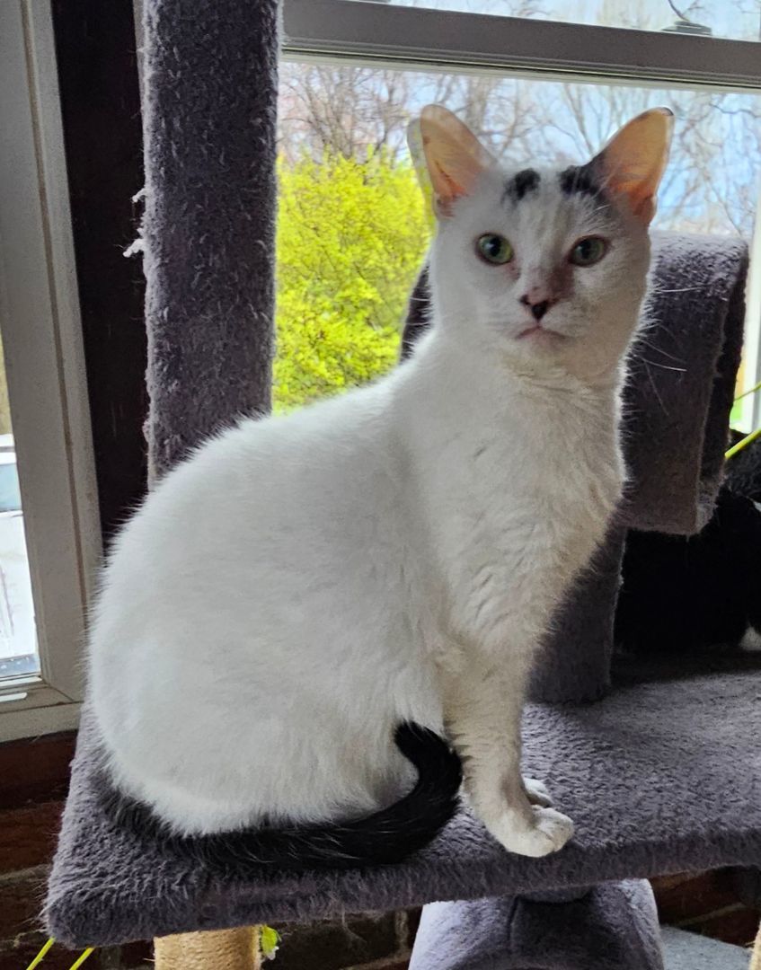 Kit Kat, a Adoptable American Shorthair in Greensburg, PA image 1/5