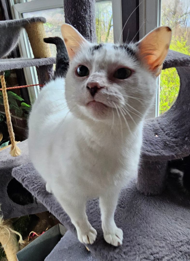 Kit Kat, a Adoptable American Shorthair in Greensburg, PA image 2/5