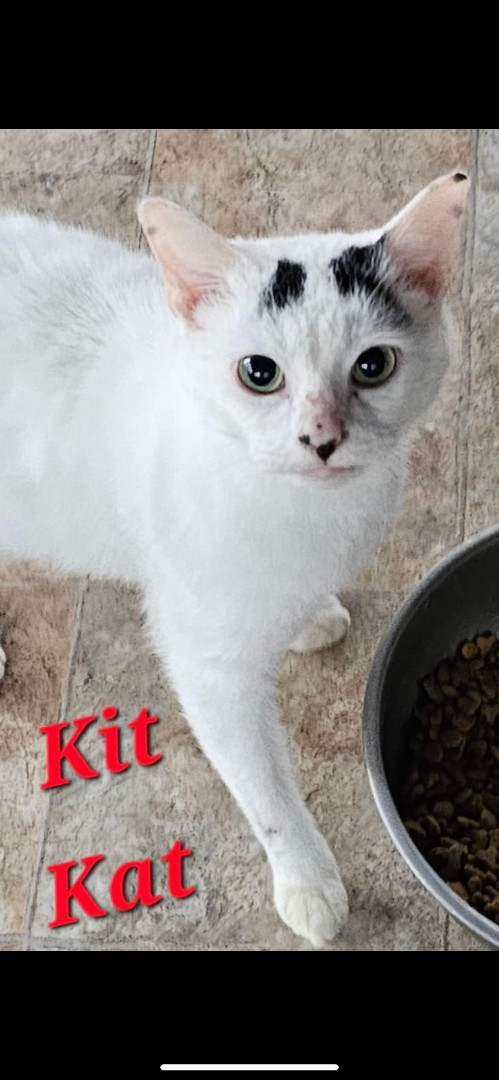 Kit Kat, a Adoptable American Shorthair in Greensburg, PA image 3/5
