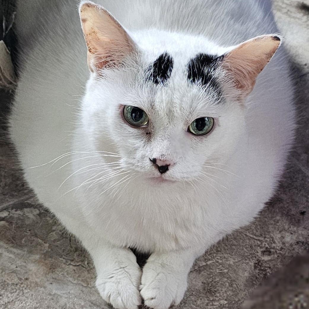 Kit Kat, a Adoptable American Shorthair in Greensburg, PA image 4/5