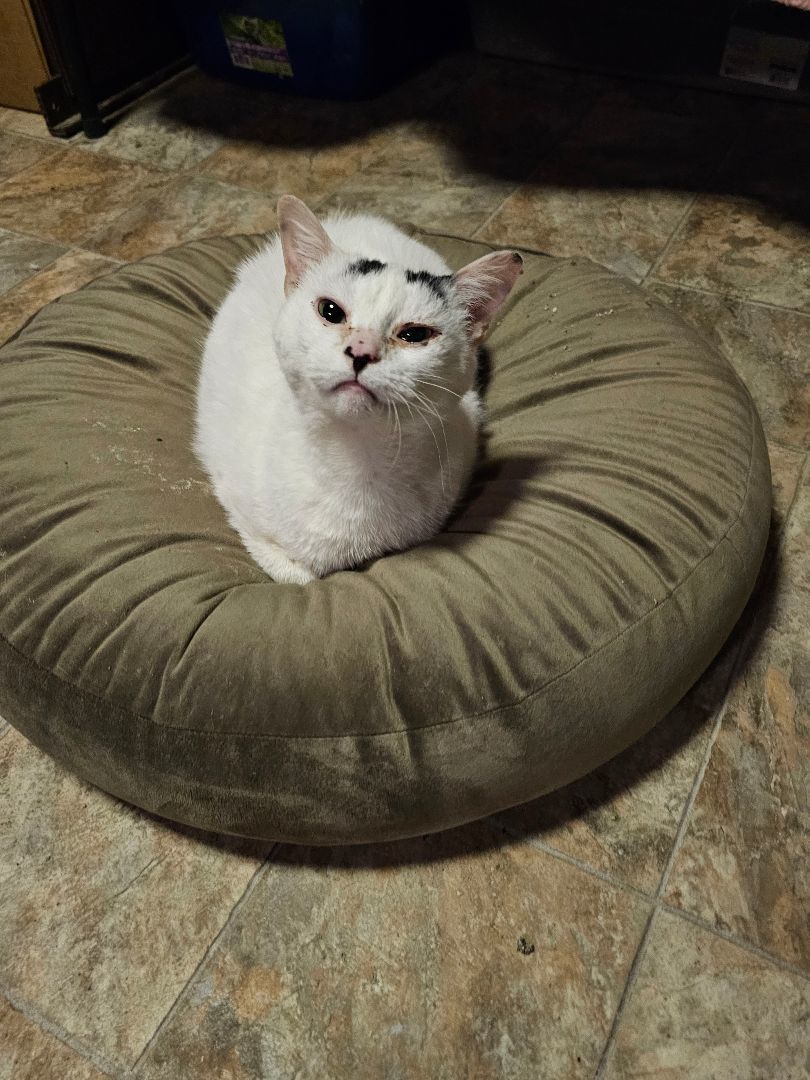 Kit Kat, a Adoptable American Shorthair in Greensburg, PA image 5/5