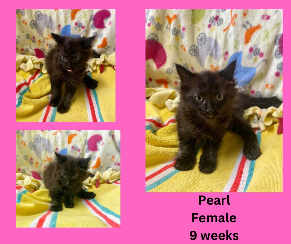 Enlarge Pearl, a Adopted Domestic Medium Hair in Cynthiana, KY image 1/1