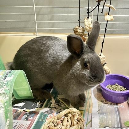 Bun Bun, Adoptable, Young Female American.