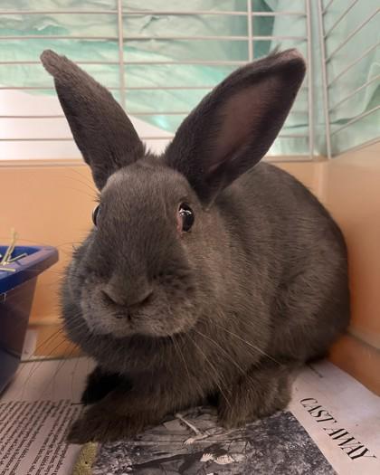 Enlarge Bun Bun, a Adoptable American in Quakertown, PA image 2/3