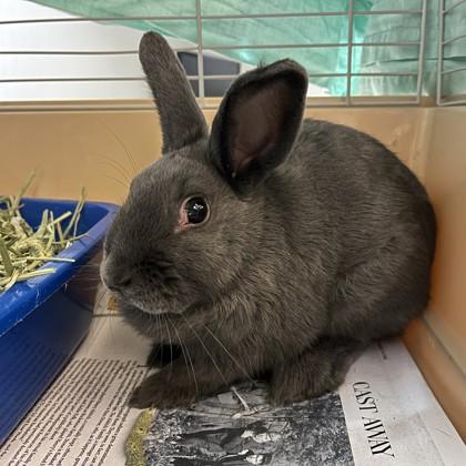 Enlarge Bun Bun, a Adoptable American in Quakertown, PA image 3/3