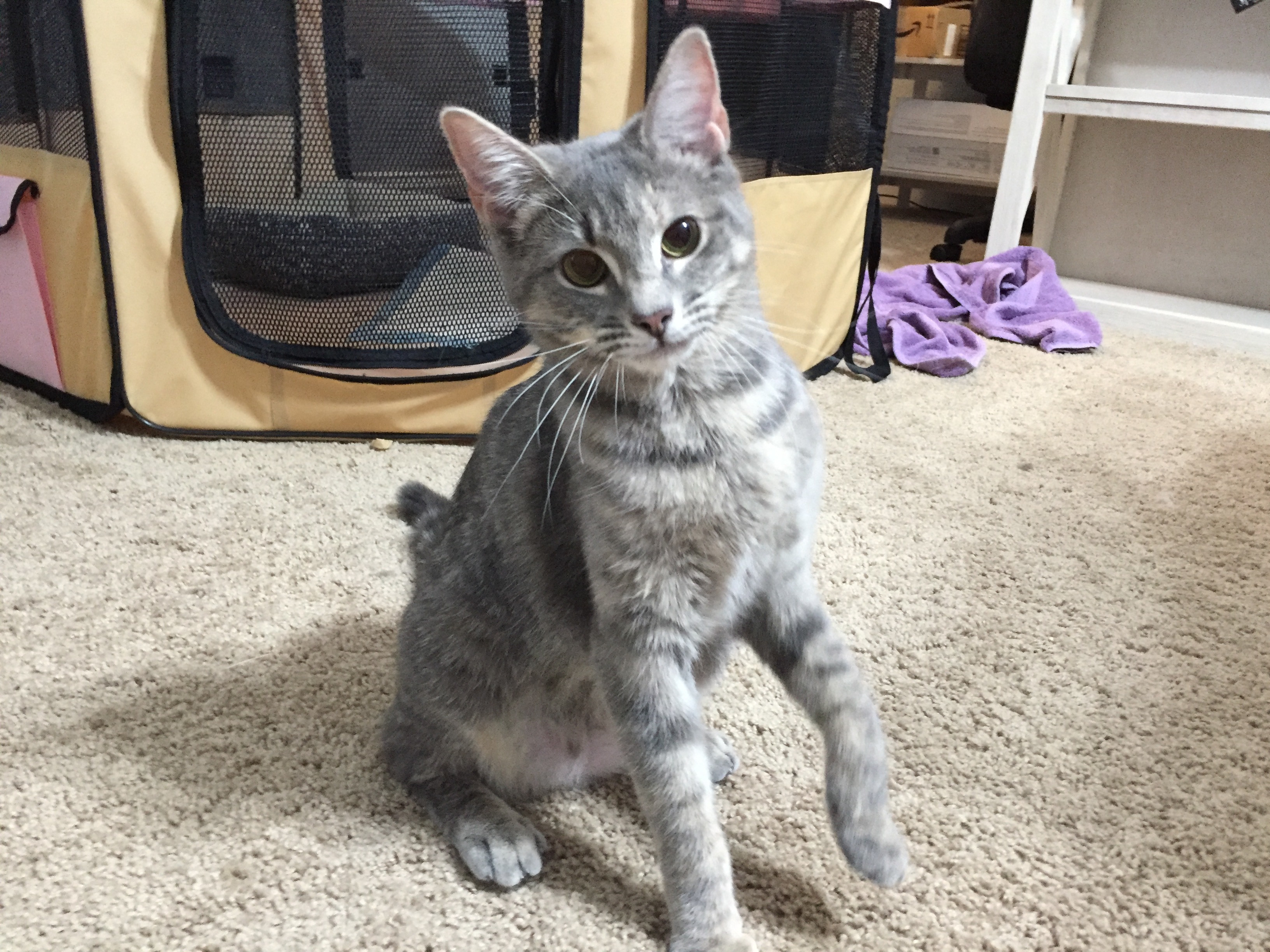 Lira, Adopted, Adult Female Tabby.