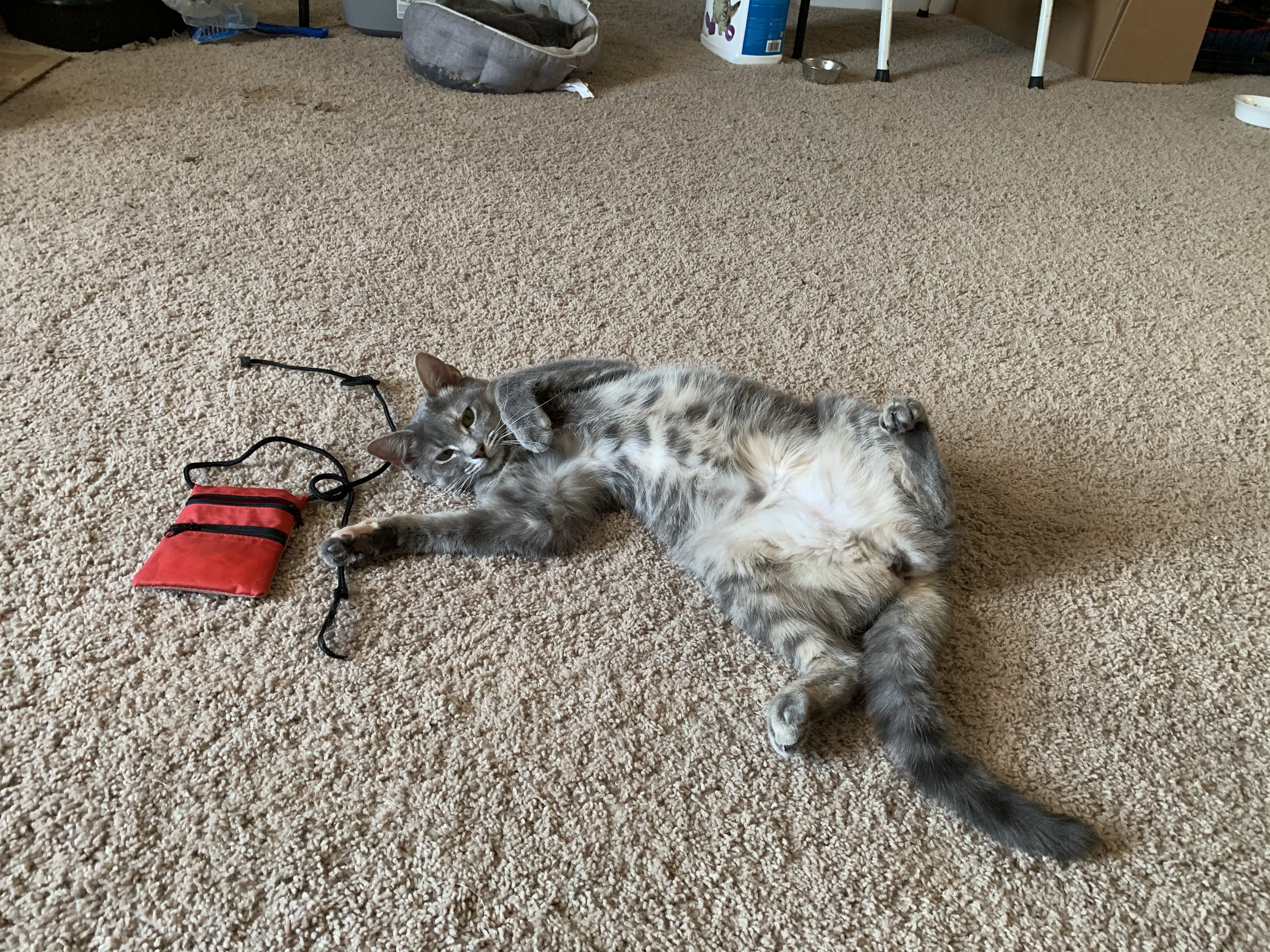 Enlarge Lira, a Adopted Tabby in Simpsonville, SC image 2/9