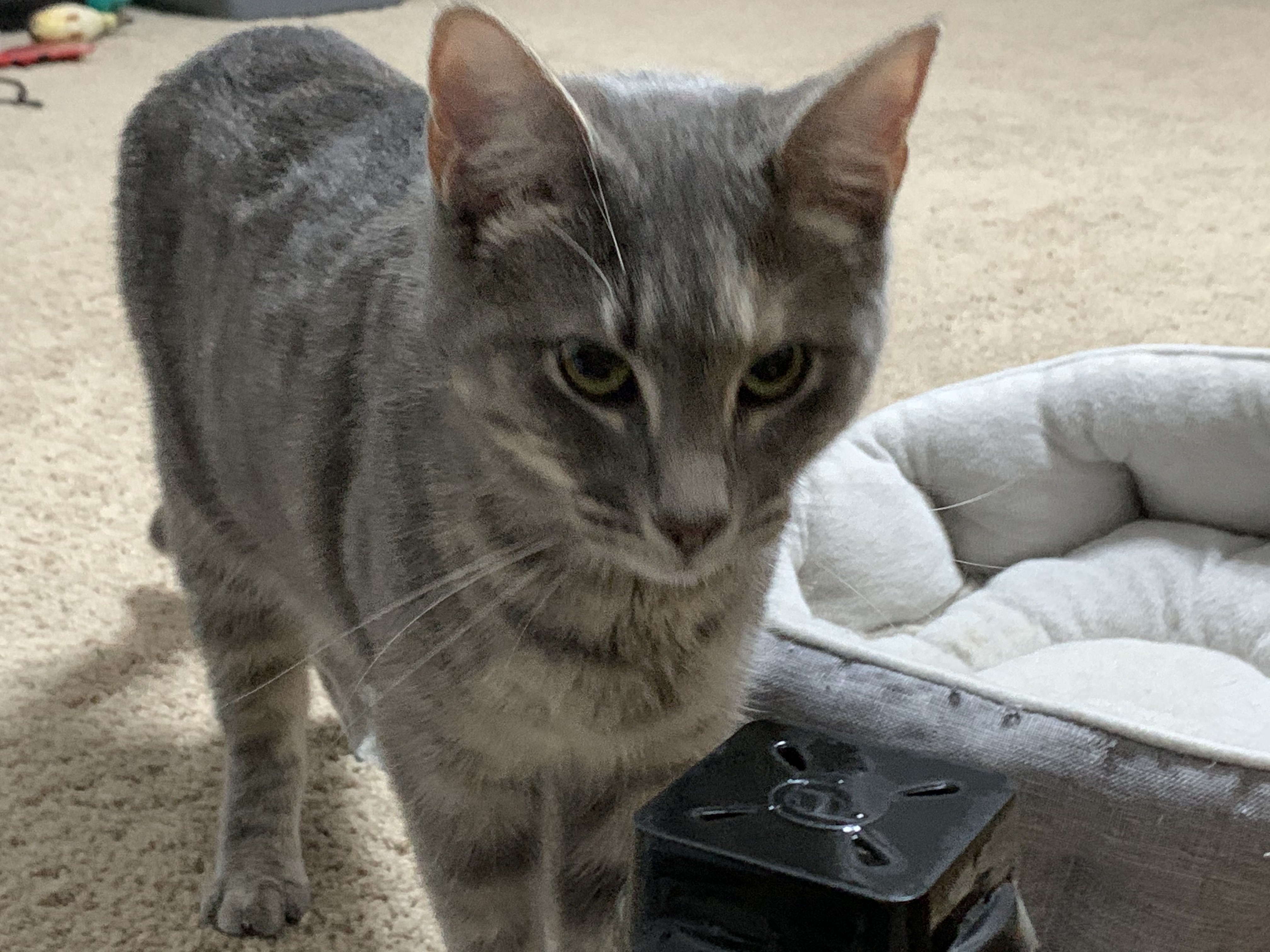 Enlarge Lira, a Adopted Tabby in Simpsonville, SC image 3/9