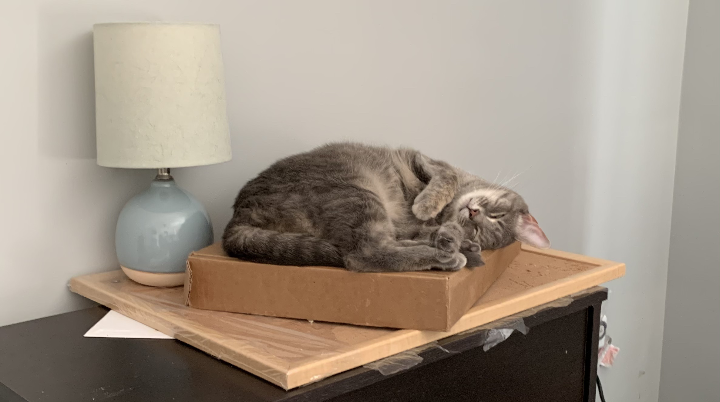 Enlarge Lira, a Adopted Tabby in Simpsonville, SC image 4/9