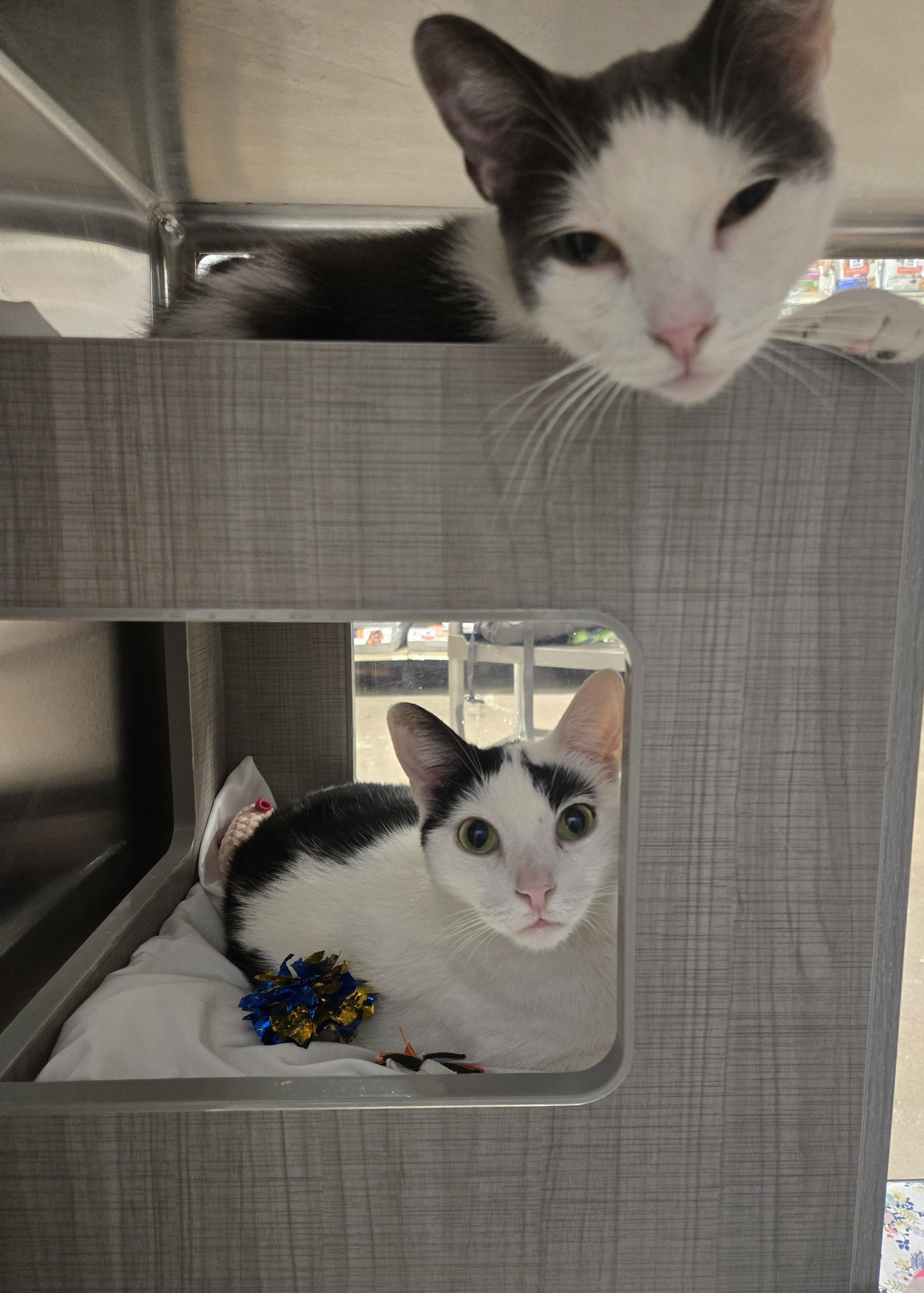 Shitaka and Paquita (Bonded Sisters), Adoptable, Adult Female Domestic Short Hair.