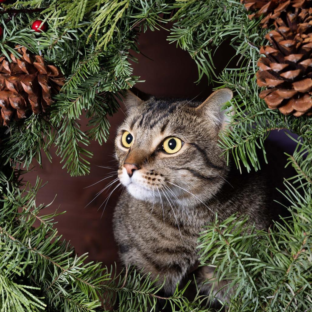 Carrot, a Adoptable Domestic Short Hair in Santa Barbara, CA image 1/2