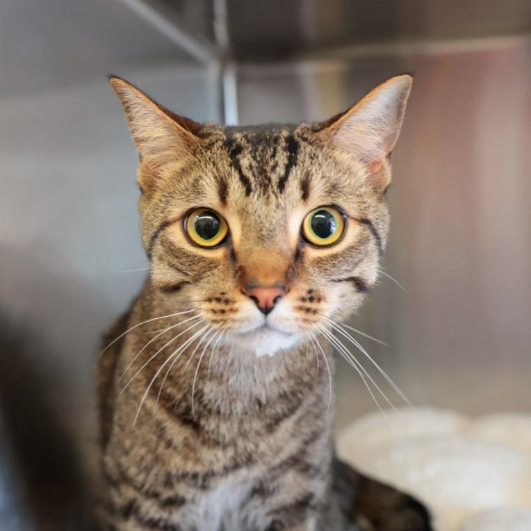 Carrot, Adoptable, Adult Male Domestic Short Hair.