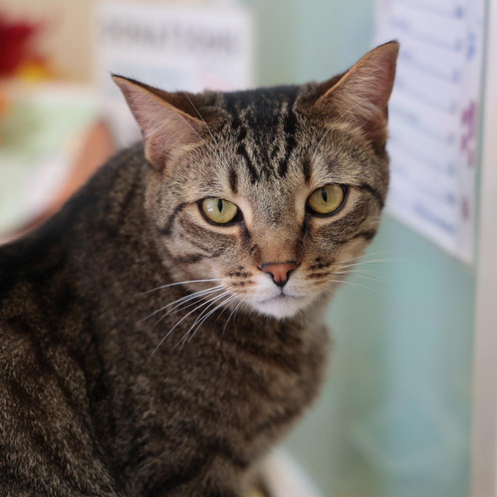 Enlarge Carrot, a Adoptable Domestic Short Hair in Santa Barbara, CA image 3/3