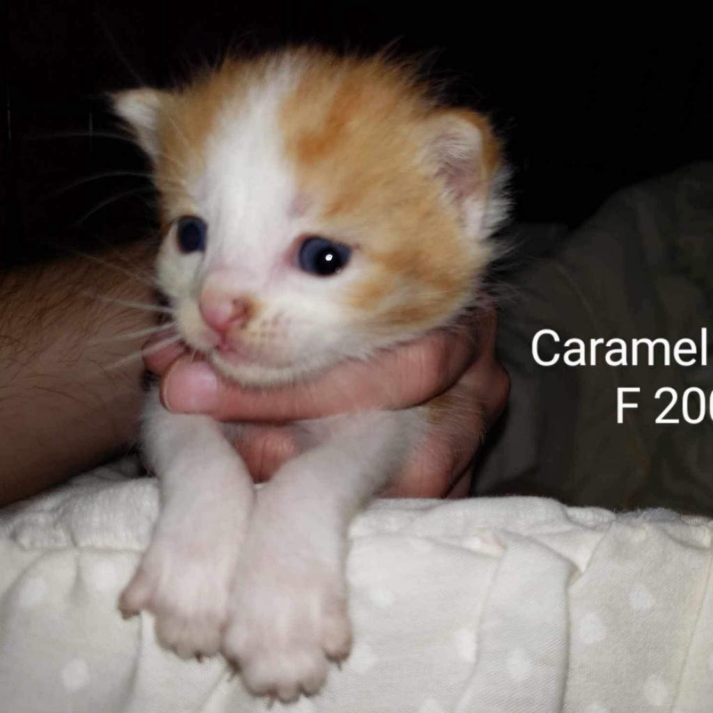 Enlarge Caramel Delite, a Adoptable Domestic Short Hair in Branson, MO image 1/2